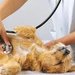 Vetzone - cabinet veterinar